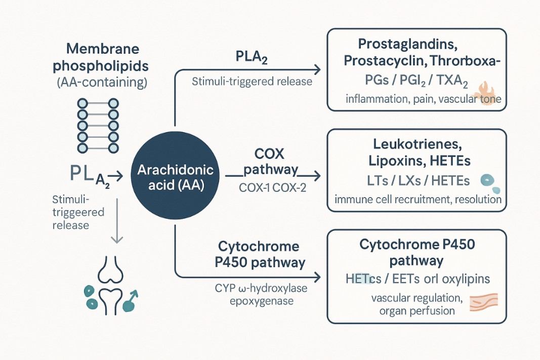 Arachidonic Acid Analysis: From Pathway Biology to Study Design and LC-MS/MS Assay Development