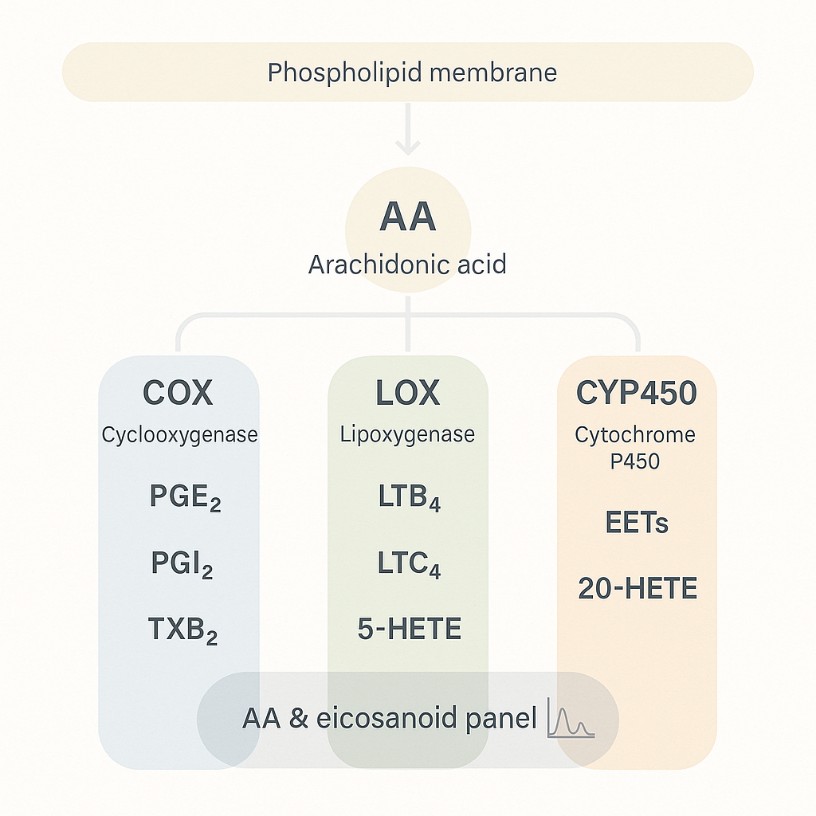 How to Choose the Right Arachidonic Acid Analysis Strategy: LC-MS/MS, GC-MS, ELISA, and Panel Design