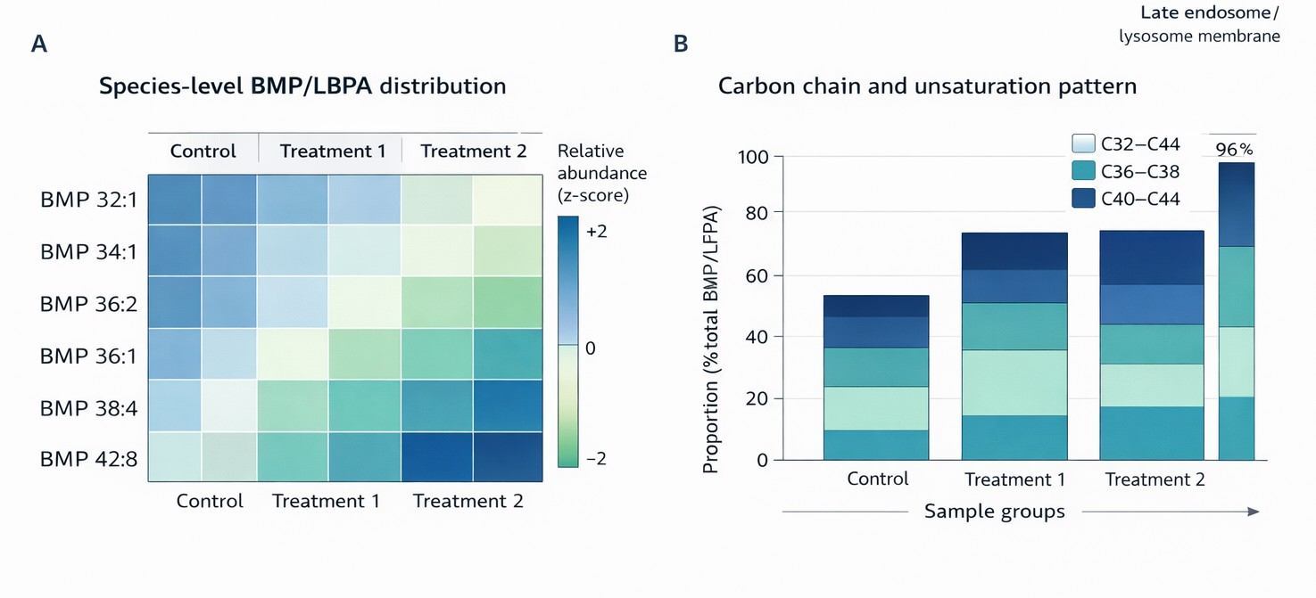 Heatmap of BMP/LBPA species across sample groups with a stacked bar chart showing carbon-number distribution (C32–C44), highlighting group-dependent lipid remodeling.