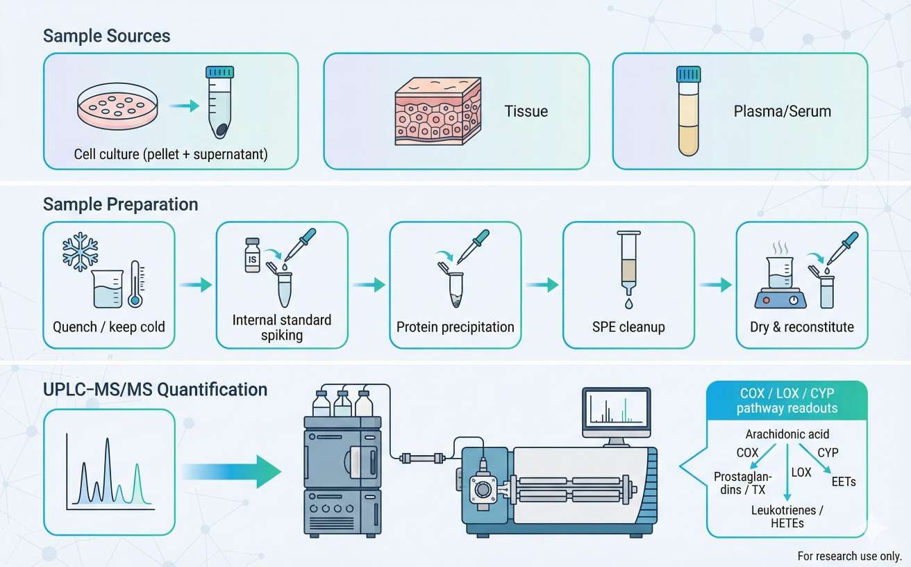 Schematic of the targeted UPLC–MS/MS workflow for eicosanoid quantification.