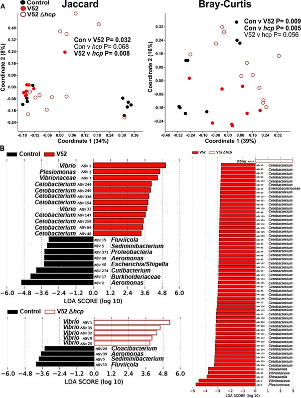 Principal Coordinate Analysis (PCoA) plot of zebrafish intestinal microbiome β-diversity shifts during aquatic stress.