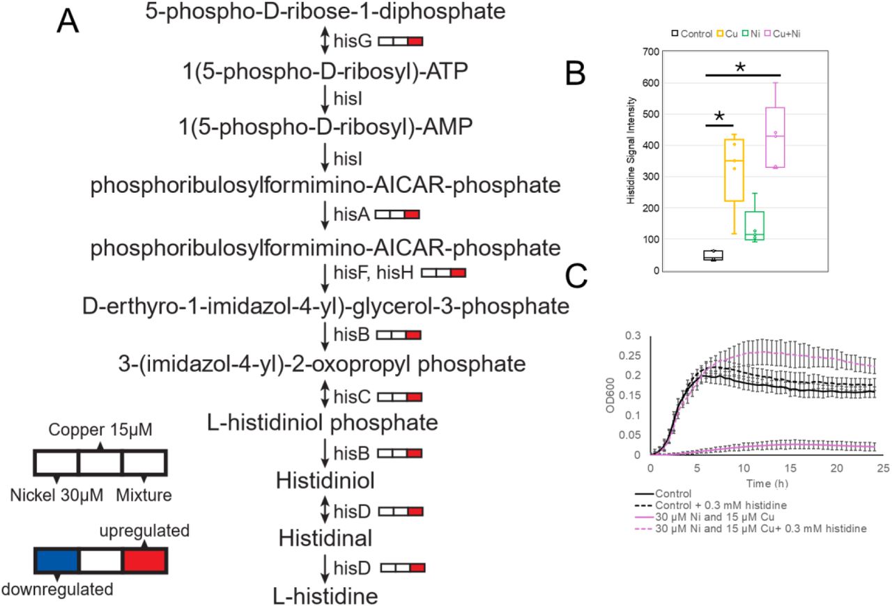 Metabolomics data plots showing synergistic toxicity of Ni and Cu contaminants.