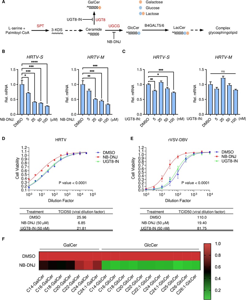 Heatmap of host-pathogen lipidomics data showing GalCer and GlcCer changes in 293T cells during bandavirus entry analysis.
