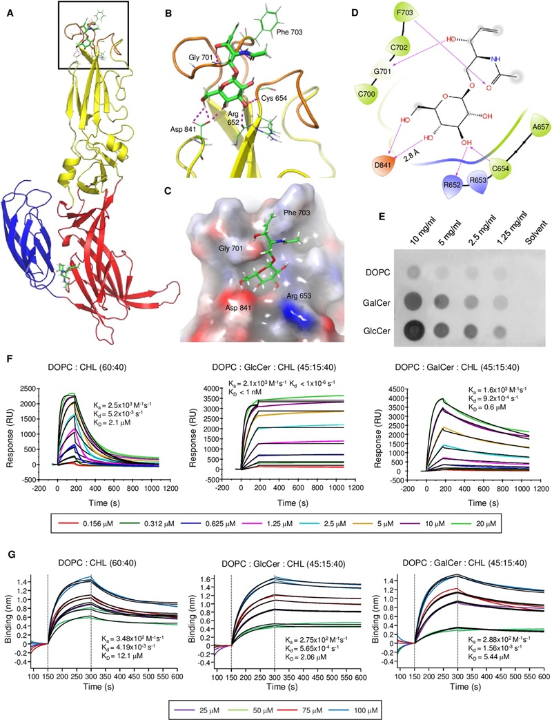 SPR sensorgram showing host membrane lipid binding by HRTV Gc, supporting glucosylceramide-dependent viral fusion.