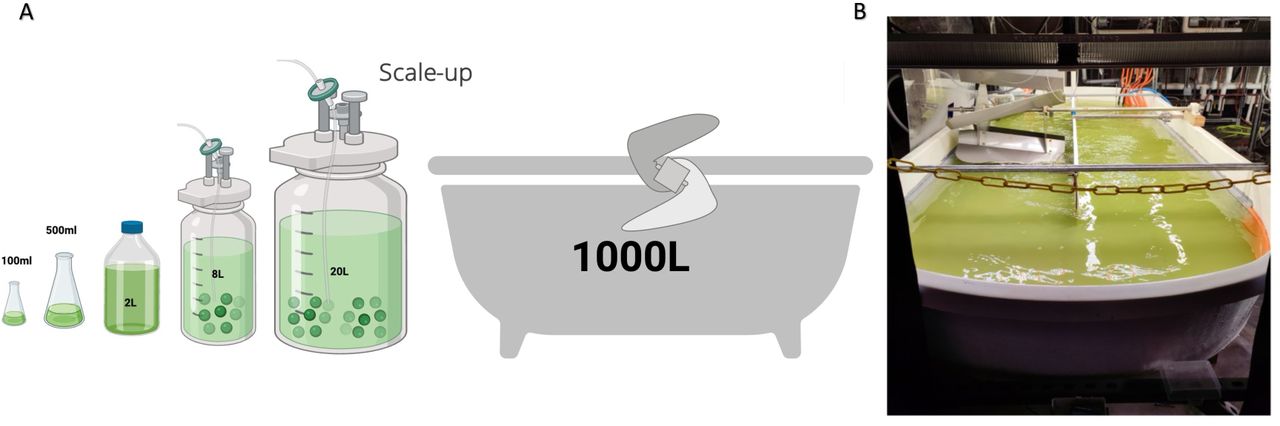 Scale-up schematic and pond image showing outdoor microalgal cultivation conditions in a 1000 L open raceway system.