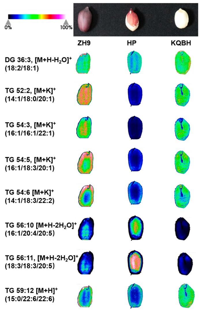 MALDI imaging map of peanut seed lipids showing tissue-specific distribution for seed oil biosynthesis and crop oil quality lipidomics.