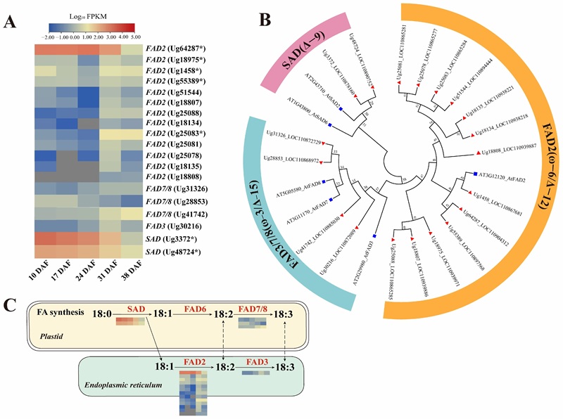 Heatmap of sunflower desaturase genes associated with seed oil quality traits in crop oil quality lipidomics.