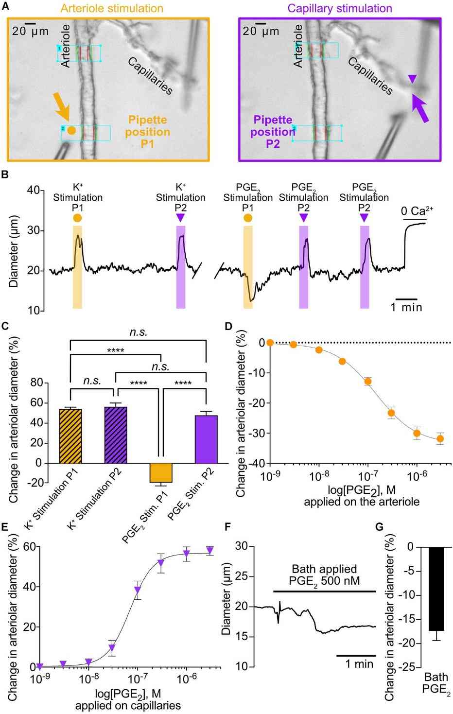Local PGE₂ at capillary ends produces upstream arteriolar dilation (EC₅₀ ≈ 70 nM), mapping a microvascular route for neurovascular modulation.