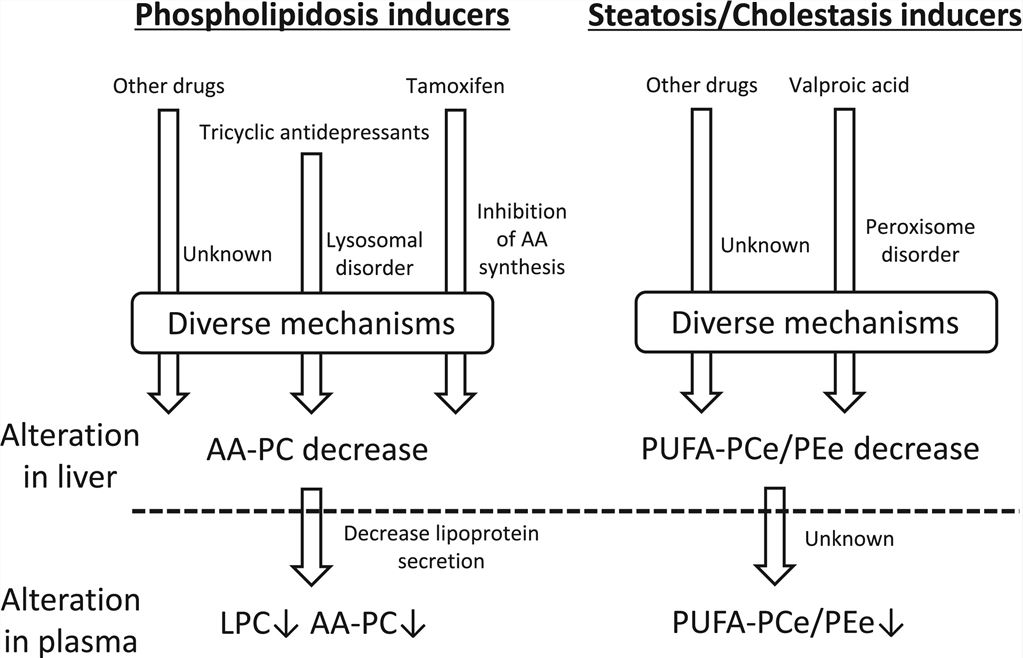 Putative mechanisms underlying blood markers for lipid disorders in the liver biomarkers