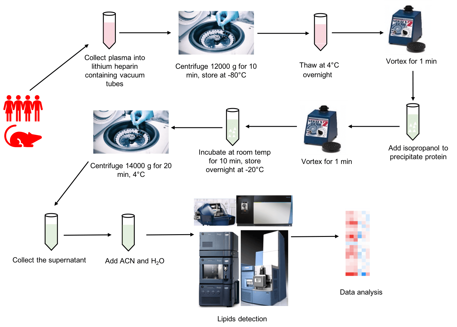  The workflow of plasma untargeted lipidomics.