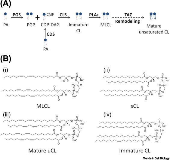 Synthesis and Structure of Cardiolipin 