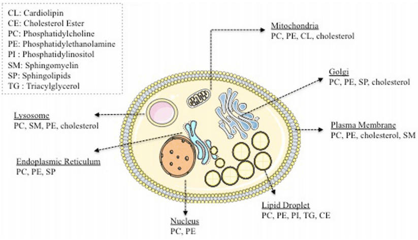 Lipid distribution of animal cells
