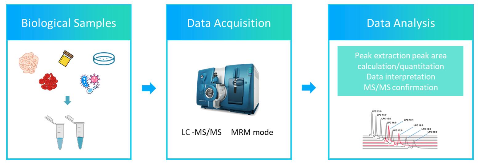 The workflow of ceramides analysis service.