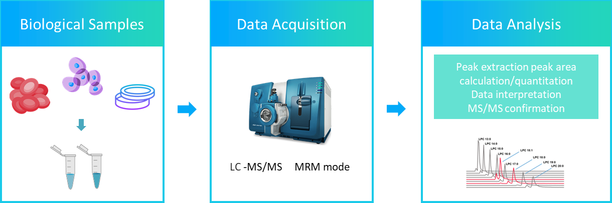 The workflow of cholesteryl esters analysis service