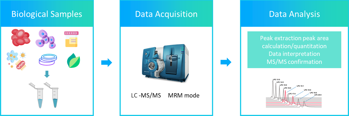 The workflow of cholesteryl analysis service