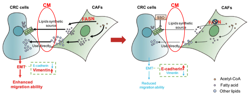 The mechanism of cancer-associated fibroblasts in tumor metastasis