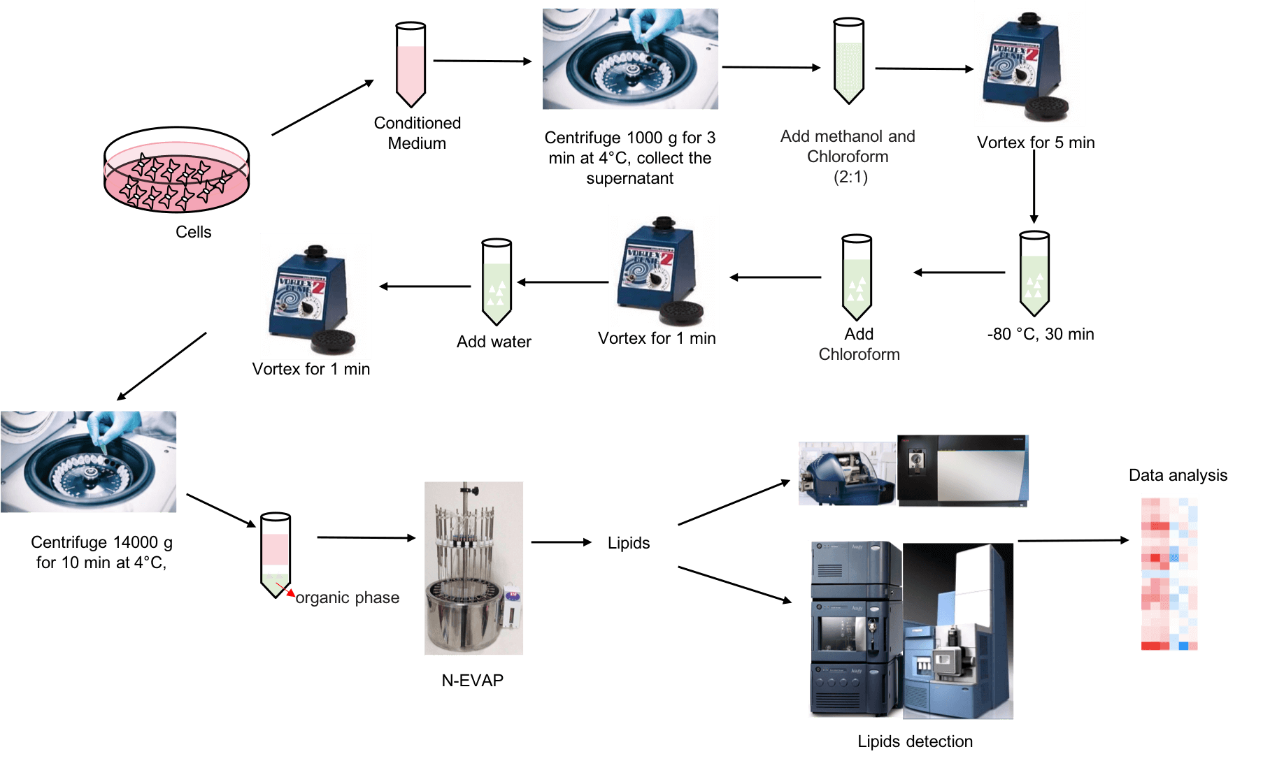 The workflow of conditioned medium lipidomics analysis service.