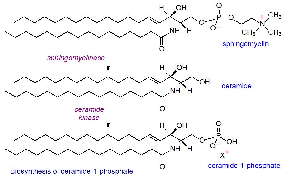 Detection of Intracellular Ceramide