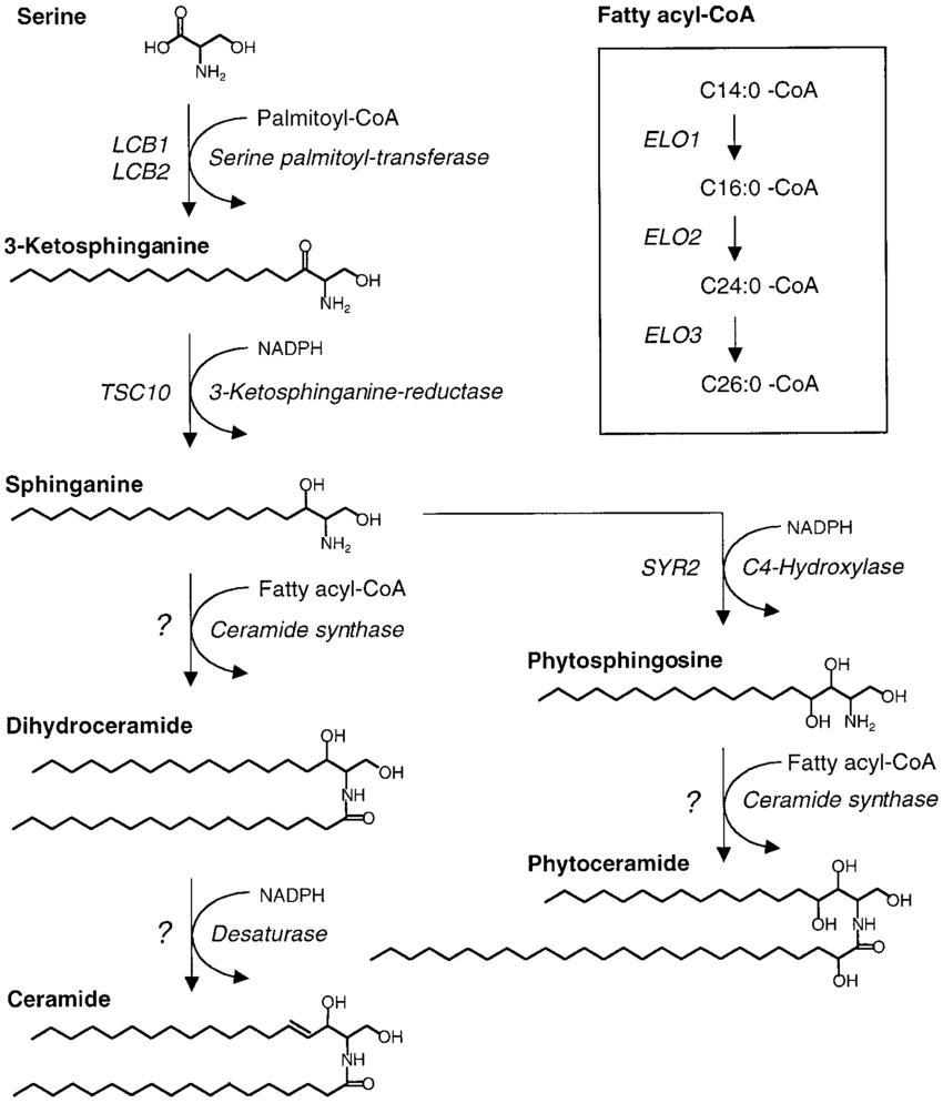 Pathways of ceramide synthesis
