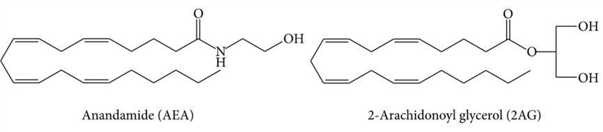 Structures of AEA and 2-AG glycerol, the two best known endocannabinoids