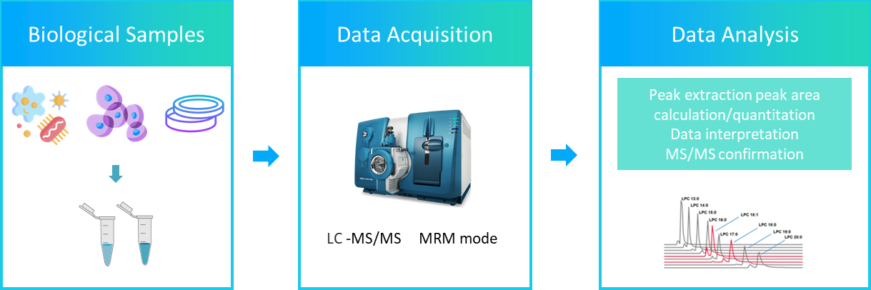 The workflow of ergosterol analysis service