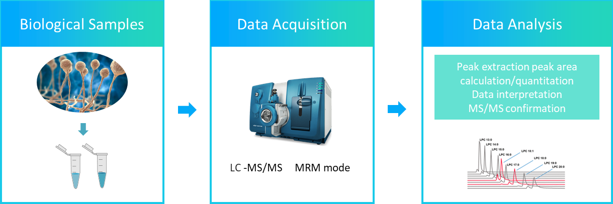 The workflow of ergosterol ester analysis service