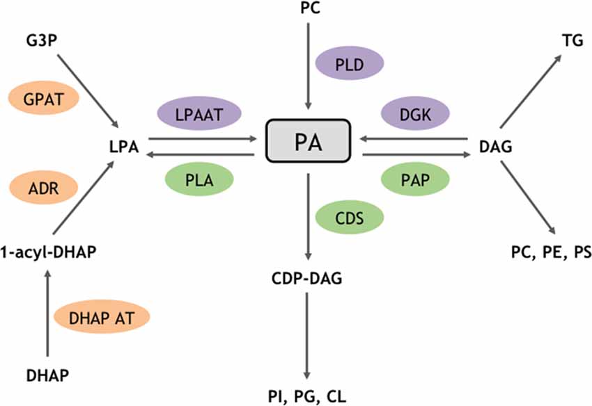 Enzymatic routes for structural and signaling PA metabolism