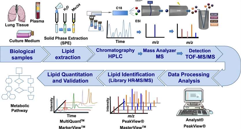 Experimental workflow of lipid mediators analysis using MRM