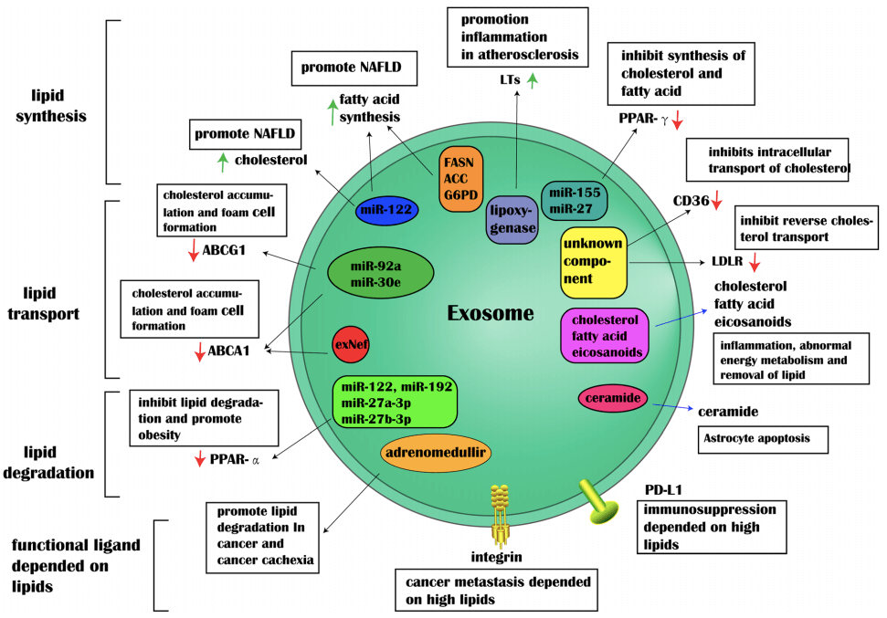 Regulation of exosomes on lipid metabolism.