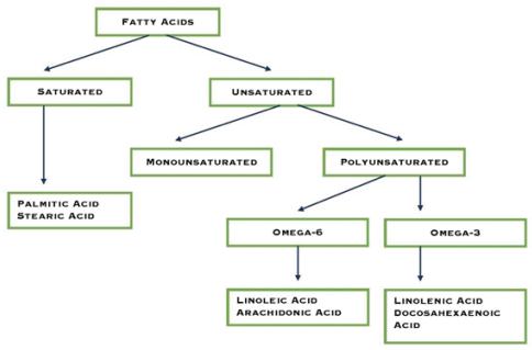 Fatty acids classification