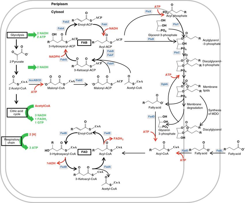 Biosynthesis and degradation of fatty acids and membrane lipids 