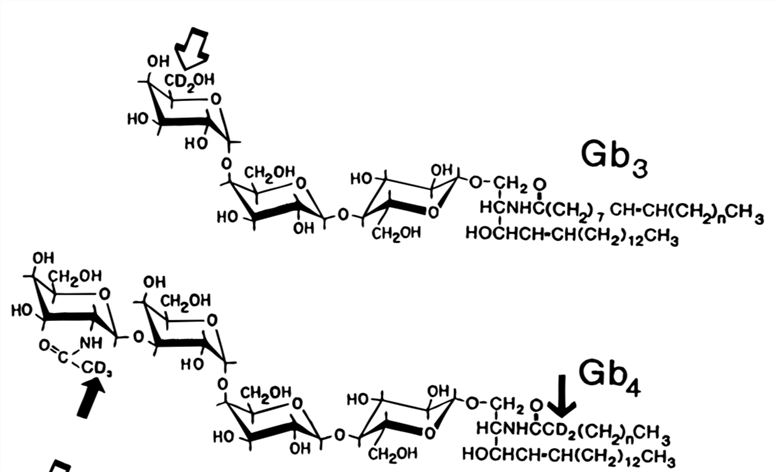 Globoside Targeted Lipidomics