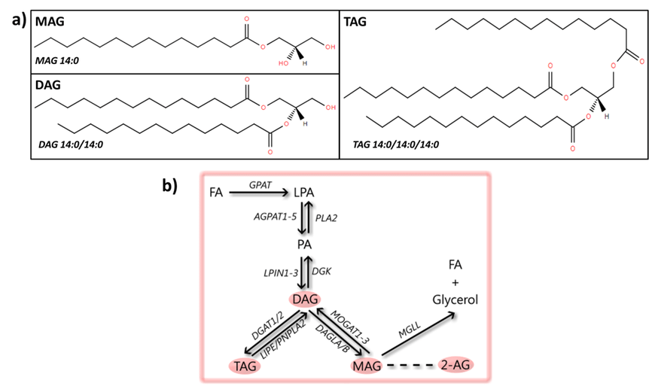 Glycerolipids: structures and metabolic steps involved