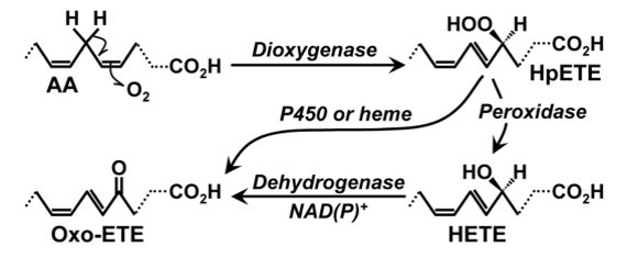 Biosynthesis of HETEs from AA