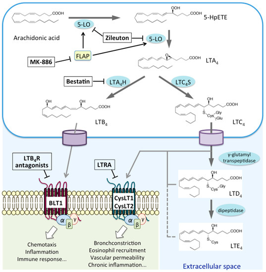 Biosynthetic pathways and receptors for leukotrienes