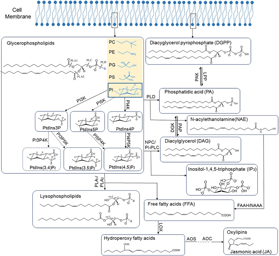 The relationship of different signalling phospholipids and their pathways in plants