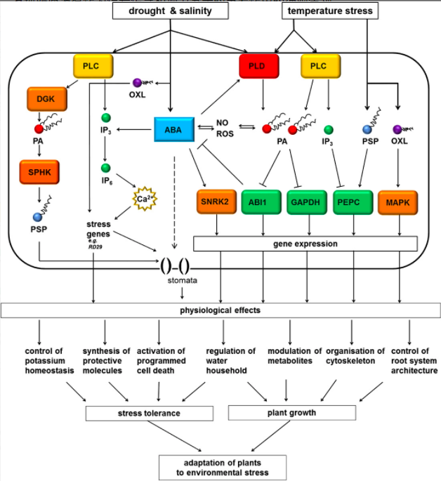 Overview of lipid-mediated stress-activated pathways in plants