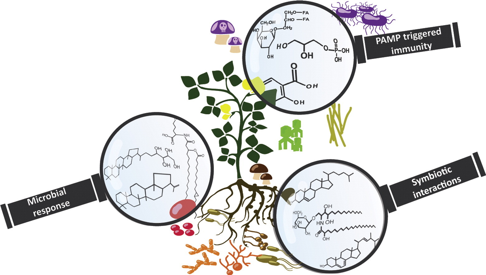 Lipids in plant–microbe interactions