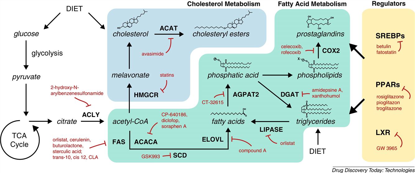 Lipid metabolic enzymes as targets for drug development