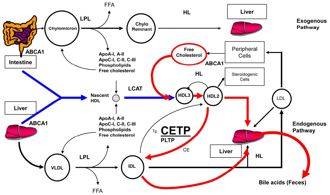 Schematic representation of lipoprotein metabolism