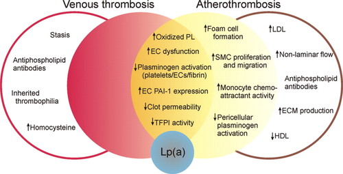 Mechanisms linking lipoprotein(a) (Lp[a]) to thrombosis and atherosclerosis