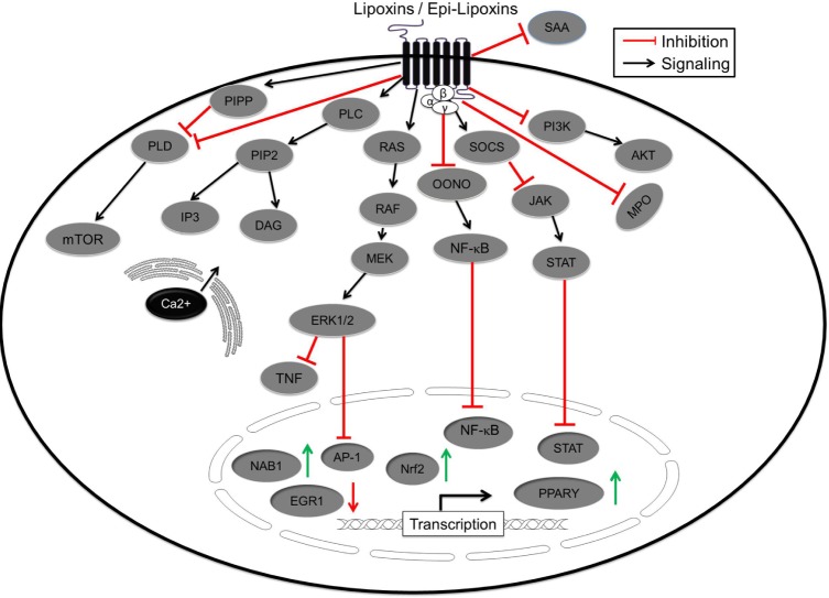 Effect of lipoxins on cytoplasmic signaling cascades and transcription factors