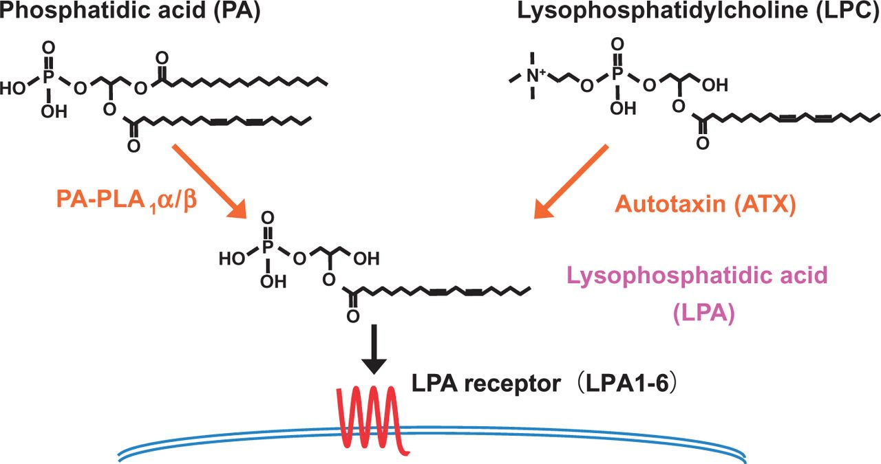 Biosynthetic pathways of LPA