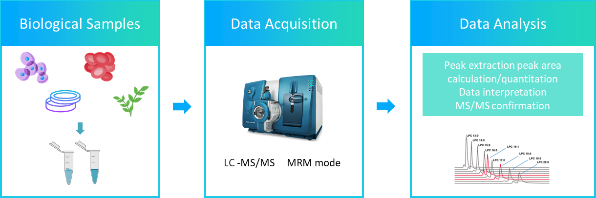 The workflow of lysophosphatidic acid analysis service