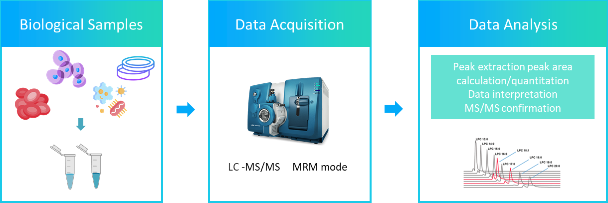 The workflow of lysophosphatidylglycerol analysis service