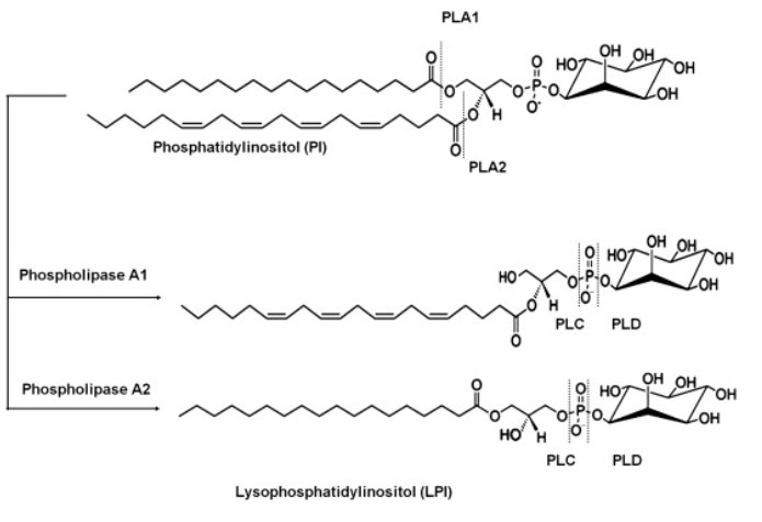 Lysophosphatidylinositol synthesis and degradation