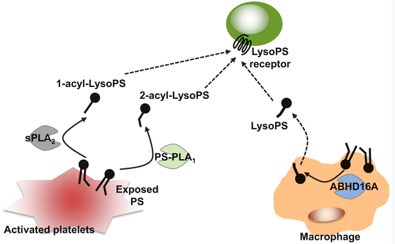 Producing pathways of LysoPS