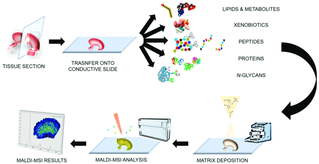 The workflow of MALDI-MSI analysis