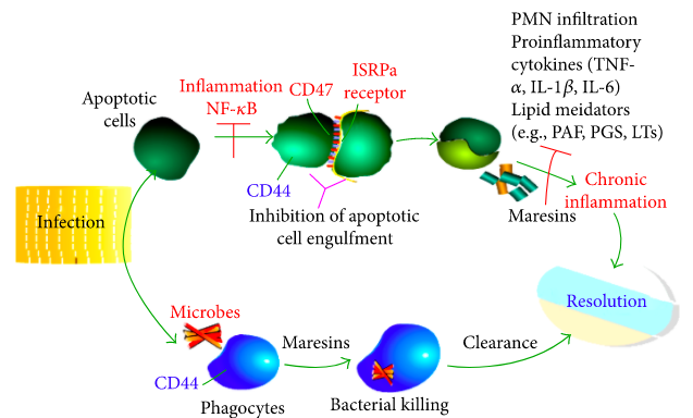 Maresins in the resolution pathway