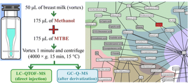 The workflow of milk untargeted lipidomics.